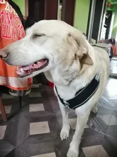 Reflectante de poliéster arnés tipo chaleco para perro ajustable transpirable Pet arneses sin tirones para medianas y grandes perros Bulldog francés cosas