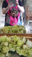 Doble hombro portátil de viaje mochila al aire libre bolsa de transporte perro mascota frente perro bolsa de malla de mochila de la cabeza, suministros para mascotas