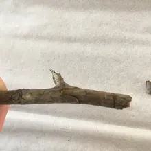 Drillforce-Herramienta de injerto para jardín tijeras de podar, tijeras para árbol frutal, tijeras de podar, herramientas de jardín de corte