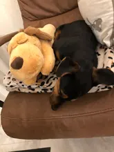 Juguete de entrenamiento de Mascota de peluche para cachorros, alivio de la ansiedad, ayuda para dormir, mordedores de juguete para perros