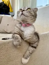 Collar de cuero sintético con diamantes de imitación para perros y gatos pequeños, accesorios para mascotas, correa para Collar de perro de diamantes, 12 colores