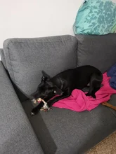 Rope Pet-Toys Training-Game Tooth Chew Double-Knot Cotton Bite And Molar Cleaning-Resistance