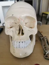 Modelo de accesorios médicos de tamaño real, Cráneo humano, modelo de anatomía anatómica, enseñanza médica, esqueleto, cabeza para estudiar, suministros de enseñanza