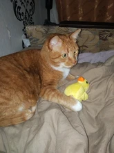 De calamar juguete de perro de mascota de peluche de juguete de masticar cachorro prensa sonido de chirrido juguetes para perros varios juguetes