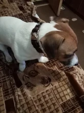 Pet-Id-Tags Collar Free-Engraved Customized Genuine-Leather Puppy-Nameplate Dog Adjustable