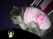 Ropa de Gato cálida para gatos, ropa de primavera y Gato, de lana suave, gatito, gatito, abrigos para gato, chaqueta, disfraces