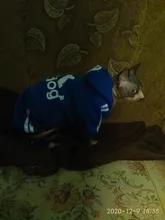 Suéter con capucha Para gato, Ropa cálida Para mascotas, Para gatos, Sphinx, satten, Ropa Para gatos, Kedi, Giyim, productos Para mascotas