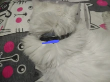 Collar de cuero personalizado para perros y gatos, placa con identificación para mascotas pequeñas