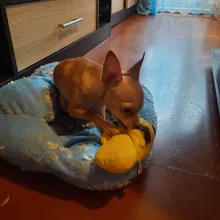 1pc Pet Dog Toys Squeak Plush Toys for Dogs Slipper Shape Dog Chew Toy Soft Plush Puppy