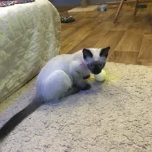 Collar de cuero sintético con diamantes de imitación para perros y gatos pequeños, accesorios para mascotas, correa para Collar de perro de diamantes, 12 colores