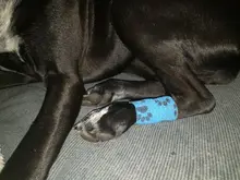 1 piezas impreso terapia médica vendaje elástico Elastoplast 4,5 m deportes colorido Auto adhesivo de cinta para el conjunto de la rodilla pet