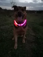 Collar para perro recargable por USB, emisor de luz, TPU, puede cortar la luz de seguridad para perros pequeños y medianos