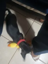 Juguete de peluche con sonido para perros Chihuahua Yorkie, juguete interactivo de entrenamiento para mascotas, 3 diseños