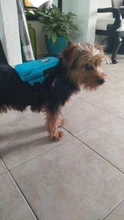 Nylon Multicolor perro mochila conveniente medio ambiente Gato arnés de perrito bolsa con correa senderismo Camping mochila al aire libre
