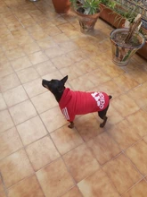 Adidog-ropa de invierno para mascotas, sudaderas pequeñas y de perro de talla mediana, ropa para cachorros, sudadera para perros, Chihuahua, novedad de 2020