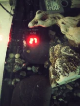 Aquarium-Heater Temperature-Controller Turtle-Tank Electricheating-Rods Digital 220-240V