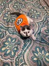 Ropa bonita para gatos, suéter para perros pequeños, suave y cálido, ropa para mascotas, otoño e invierno, XS-XXL