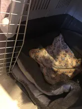 Bonita funda de cama para mascota cálida, pequeña, mediana y grande, pata de toalla, estampado artesanal, gato, vellón para perros, manta suave, suministros de invierno para animales