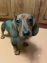 Hoodie Clothing Pet-Jacket Dog-Coat Small Dogs Chihuahua For Yorkshire Winter Cotton