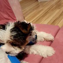 Breathable Mesh Small Dog Pet Harness and Leash Set Puppy Cat Vest Harness Collar For