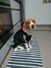 Perro ropa para mascotas Casual con capucha abrigo otoño perros grandes abrigo chaqueta ropa Labrador traje de impresión en Color de gran tamaño