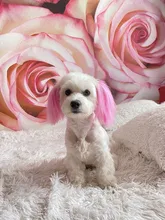 80g Gatos Perros mascotas animales pelo Color brillante colorantes de pigmento de agente suministros pelo colorear perro seguro Accesorios