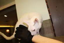 Guante de aseo para mascotas, accesorio para quitar el pelo de gato, cepillo suave, masaje efectivo para perros y gatos, con pelaje corto largo