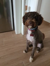 Conjunto de arnés y correa de nailon iridiscente para perros, suministros para mascotas pequeñas, collar retráctil automático