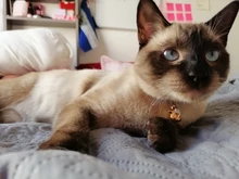 Collar de gato súper bonito estilo japonés Shiba Inu, Collar para perro mascota gato, accesorios para gato, Collar COLGANTE para gato