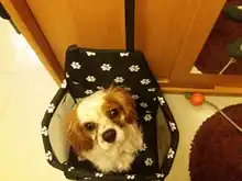 Dog Carriers Hammock Car-Seat-Cover Walking-Bags Basket Puppy-Supplies-Products Pet Folding