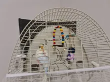 Columpio de madera Natural para loros, jaula colgante para mascotas con cuentas de colores, suministros para pájaros, campanas, juguetes, 1 unidad