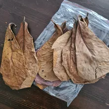 High-Quality Almond Olive-Leaf Aquarium Catappa-Leaves Water-To-Balance Natural Terminalia
