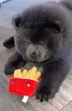 De calamar juguete de perro de mascota de peluche de juguete de masticar cachorro prensa sonido de chirrido juguetes para perros varios juguetes