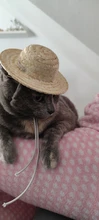 Sombrero Estilo Hawaiano para mascotas, Sombrero pequeño/grande de 14cm y 16cm de diámetro, envío directo