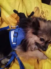 Dog Cat Harness Reflective Vest Pet Chest Strap Mesh Breathable Dog Harness And Walking