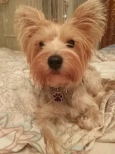 Placa de identificación personalizada con huella de perro, accesorio para Collar, placa de identificación