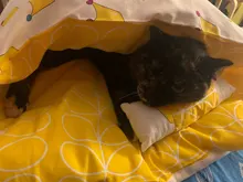 Casa de gatos extraíble Kawaii, productos para el hogar, cama de perro grande, cueva, comida cómoda
