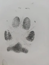 Kits de almohadillas de tinta para huellas de bebé, huella de perro o gato, recuerdo seguro, no tóxico, 090C