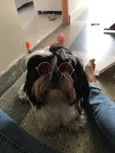 Gafas de protección contra el desgaste para perros y gatos adorables, productos para mascotas, protección contra el desgaste, gafas de sol, fotos, accesorios para mascotas, 1 ud.