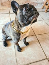 FATHIN de plástico de oro perro de Collar de cadena joyas de mascotas apoyos de la foto de perro accesorios 37CM para pequeños perros grandes