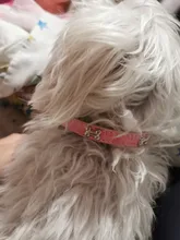 Transer-Collar de piel sintética de cocodrilo para mascotas, accesorio para perros pequeños y medianos