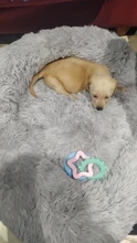 Cama de perro caliente suave y larga de felpa, caseta redonda mullidas de gato, sofá, casa, cojín para dormir cómodo, lavable, para cachorro, Invierno