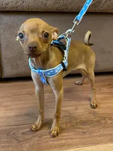 Arnés tipo chaleco para perro, correa de malla respirable para mascota, ajustable, para caminar por la noche, para perros pequeños, medianos y grandes