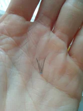 Extensiones de pestañas individuales, pestañas de cola de pez, mundo injerto, 8mm/10mm/12mm