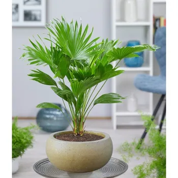 Concrete FlowerPot (45*35*35 cm) bonzai Series All color 1st Class Material to Resıstant Cracking and Breakage
Concrete FlowerPot (45*35*35 cm) bonzai Series All color 1st Class Material to Resıstant Cracking and Breakage