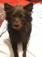 Porta tarjetas Rfid antimagnéticas para hombre y mujer, billetera inteligente de cuero PU, monedero Vintage corto, Mini bolsa para dinero