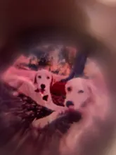 Collar personalizado con foto de Mascota para hombre y mujer, colgante de pata de perro, dije para chicas, Gargantilla, regalo de joyería de cumpleaños