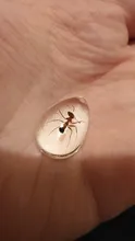 Espécimen acrílico de Ant HD, accesorios de decoración de nido de hormiga, regalo de recuerdo único