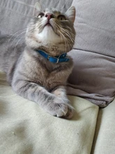 Collar de gato con campana para gatos, cachorros, collares correas para gatos, perros, Chihuahua, Gato, correas, suministros de plomo para mascotas