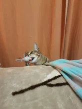 Lindo eléctrico rotatorio de mariposa pájaro perro gato gracioso juguetes juguete para rascar para gato pequeño perro gatos de inteligencia que contengan